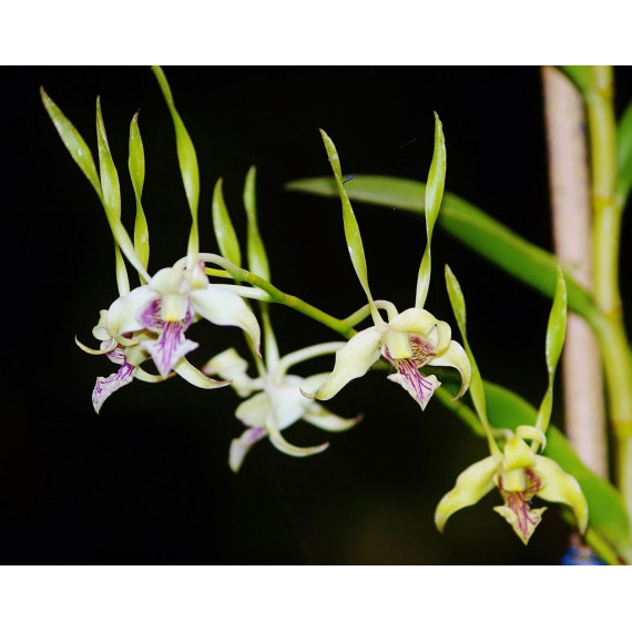 Dendrobium Antennatum - AD