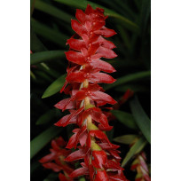 Dendrochillum Wenzelii - AD