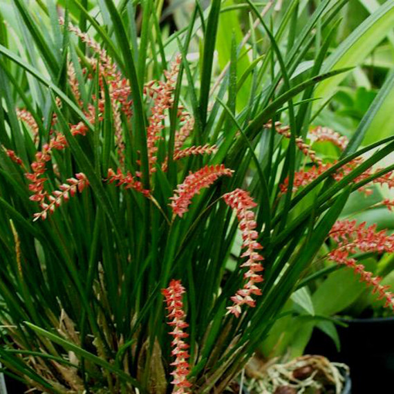 Dendrochillum Wenzelii - AD