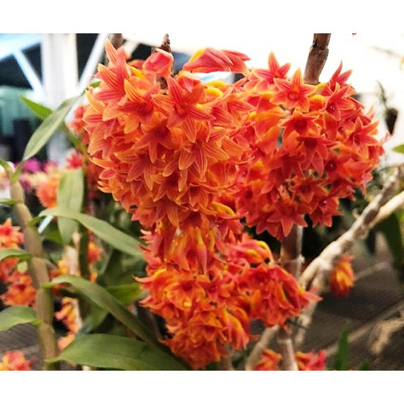 Dendrobium Usitae Red Coral - T3