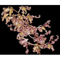 Dendrobium Discolor