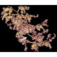 Dendrobium Discolor
