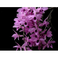 Dendrobium Anosmum  Tipo ( No cachepo)