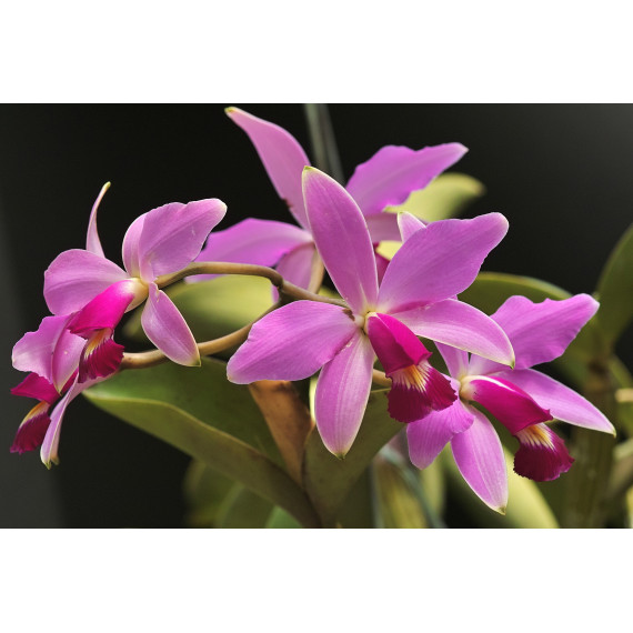 Cattleya Violácea - T3