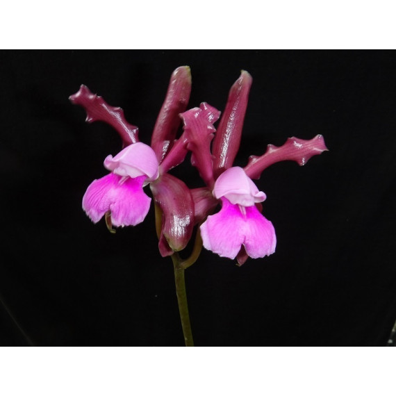 Cattleya Elongata - AD