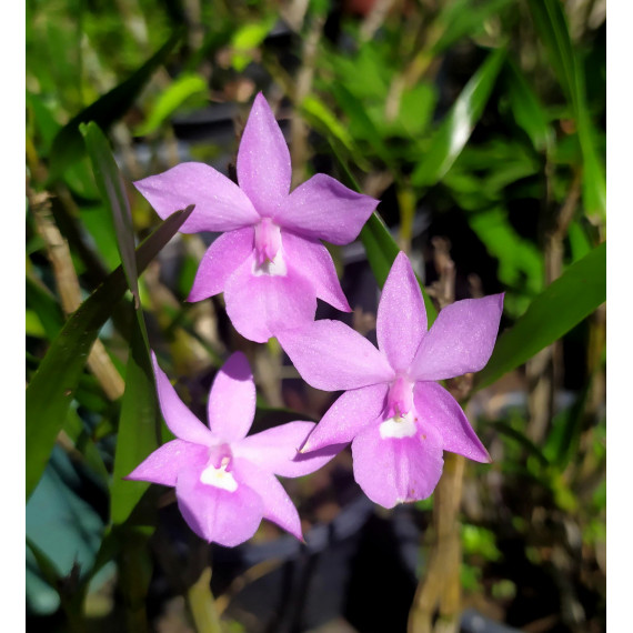 Dimerandra Emarginata Tipo - AD