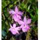 Dimerandra Emarginata Tipo - AD