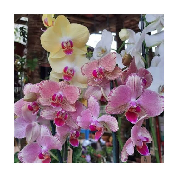Phalaenopsis Surpresa - AD