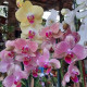 Phalaenopsis Surpresa - AD