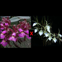 Brassavola Tuberculata x  C. Schilleriana Alberto Basile...