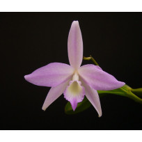 Laelia Fidelensis - mudinha