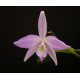 Laelia Fidelensis - mudinha
