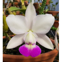 Cattleya Walkeriana S. Alba Puanani x Orlando Mazeto - Sdl