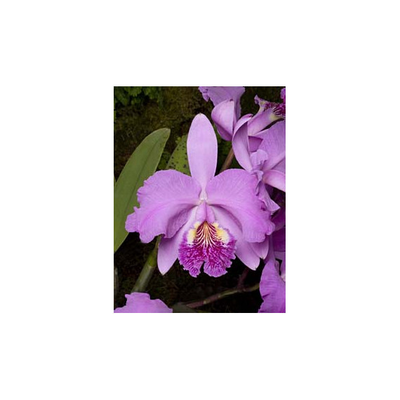 Cattleya Lueddemanniana tipo - T3