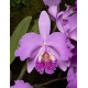 Cattleya Lueddemanniana tipo - T3