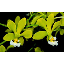 Encyclia Alboxantina - SALDÃO