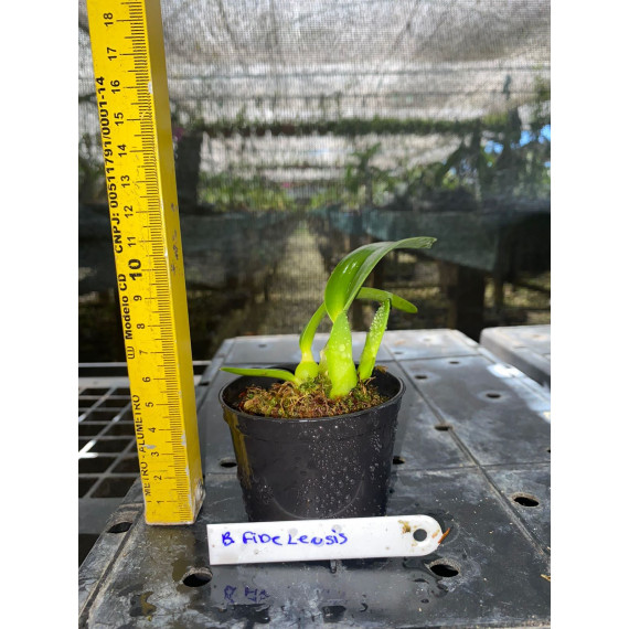 Laelia Fidelensis - mudinha