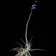 Tilandsia Streptocarpa