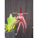 Bulbophyllum Meen Garuda  - AD