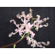 Dendrobium Discolor