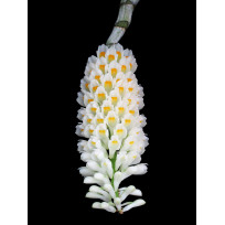 Dendrobium Secundum Albo - AD