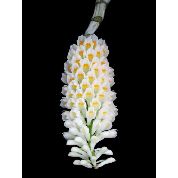 Dendrobium Secundum Albo - AD
