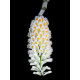 Dendrobium Secundum Albo - AD