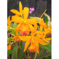 Rlc. Maria Eduarda - AD