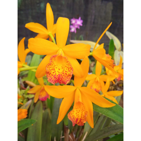 Rlc. Maria Eduarda - AD