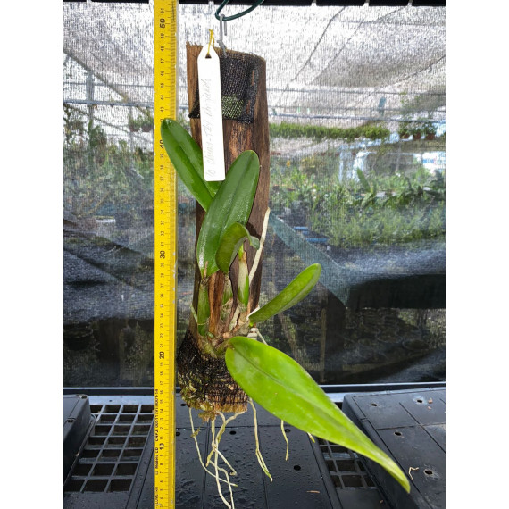 Lc. Chian-tzy Angie Koh ( Enraizada Toquinho )...