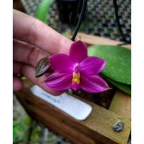Phalaenopsis Yaphon Super Jaguar - AD