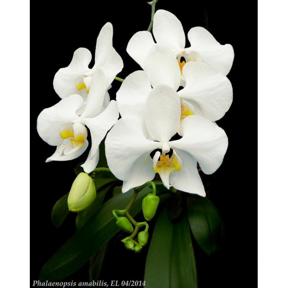 Phalaenopsis Amabilis (AD)