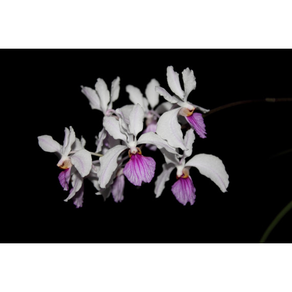 Holcoglossum Kimbalianum - AD