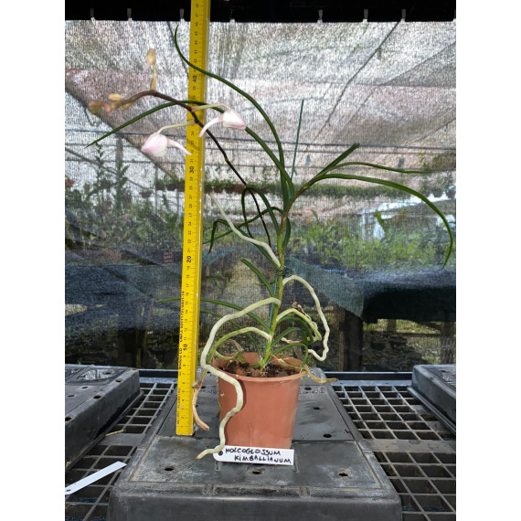 Holcoglossum Kimbalianum - AD