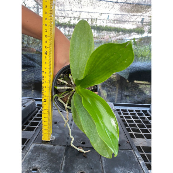 Phalaenopsis Hieroglyphica - Haste Floral