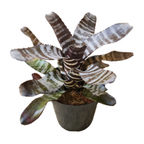 Aechmea Chantiny Black