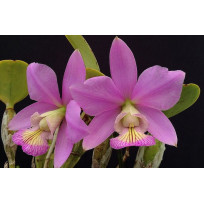 Cattleya Nobilior Donato x Vitoria -  AD