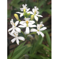Epidendrum Ibaguensi Albo  - AD