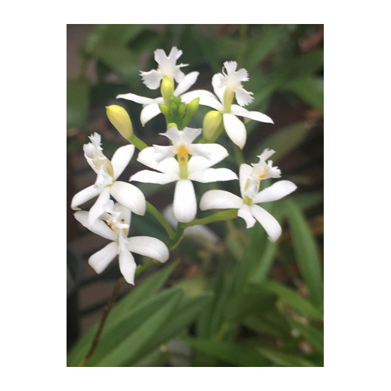 Epidendrum Ibaguensi Albo  - AD