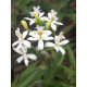 Epidendrum Ibaguensi Albo  - AD
