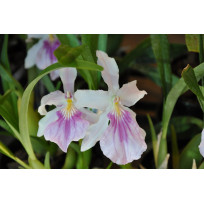 Miltonia Spectabilis - AD