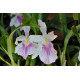 Miltonia Spectabilis - AD