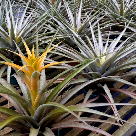 Tilandsia Captata Maya Gold - AD