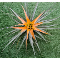 Tilandsia Captata Maya Gold - AD