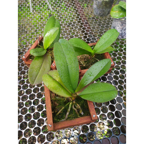 Phalaenopsis no Cachepot - 1 unidade