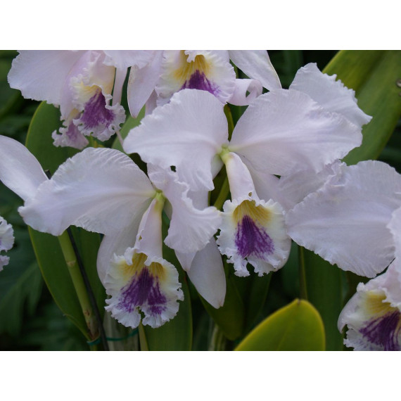 Cattleya Labiata Coeruela Ardósia - NBS