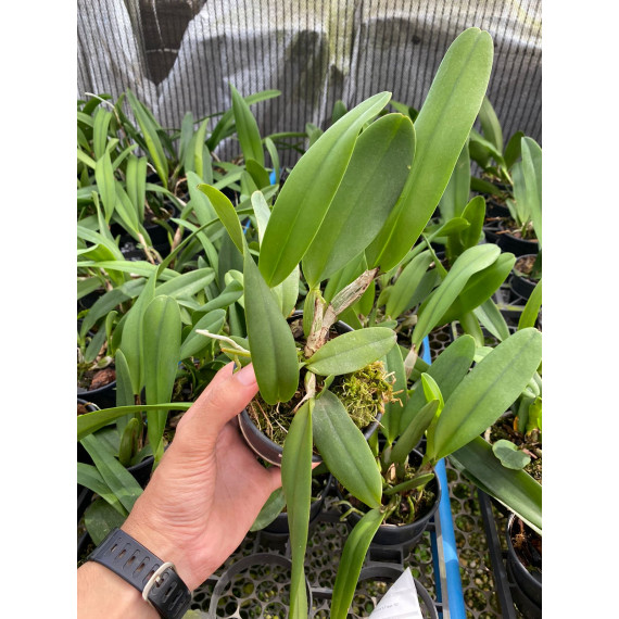 Blc. Nobiles Flash - AD