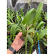 Blc. Nobiles Flash - AD