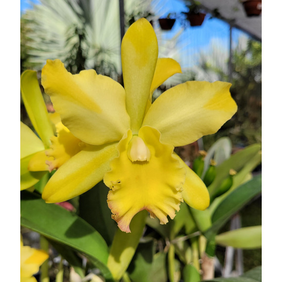 Blc. Yellow Flare - T2