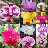 Kit Dueto Mudas: 1 Cattleya e 1 Phalaenopsis